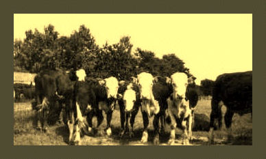 http://www.weemsjohn.com/PVH%20Images%20Gif/Pleasant%20plains%20cows%20%20%20gif.gif